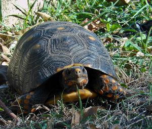 Preview wallpaper grass, turtle, climbing, spotted