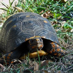 Preview wallpaper grass, turtle, climbing, spotted