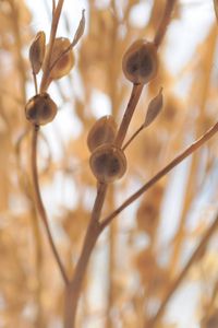 Preview wallpaper grass, twig, dry, bright