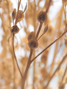 Preview wallpaper grass, twig, dry, bright