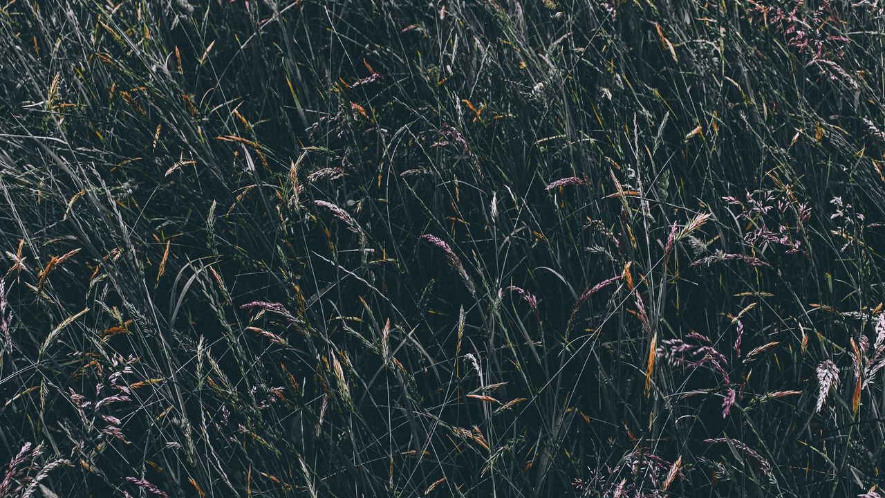 Wallpaper grass, vegetation, field