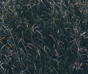 Preview wallpaper grass, vegetation, field