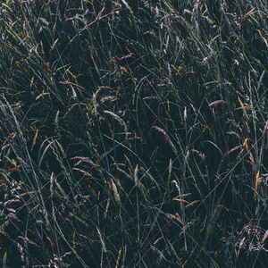 Preview wallpaper grass, vegetation, field
