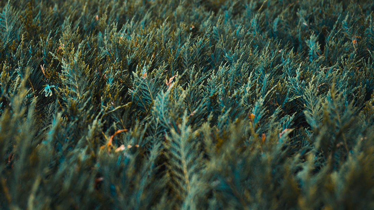 Wallpaper grass, vegetation, green
