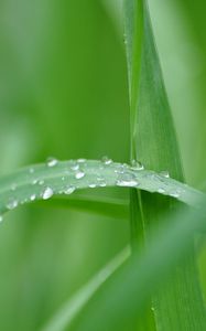 Preview wallpaper grass, vista, greenery, nature, summer, macro, drops