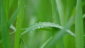 Preview wallpaper grass, vista, greenery, nature, summer, macro, drops