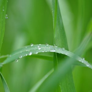 Preview wallpaper grass, vista, greenery, nature, summer, macro, drops