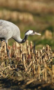 Preview wallpaper grass, walk, crane, bird