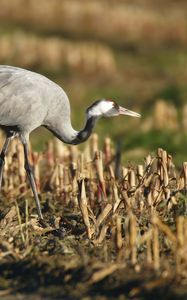 Preview wallpaper grass, walk, crane, bird