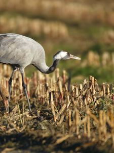 Preview wallpaper grass, walk, crane, bird