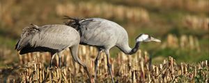 Preview wallpaper grass, walk, crane, bird