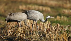 Preview wallpaper grass, walk, crane, bird