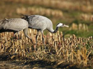 Preview wallpaper grass, walk, crane, bird