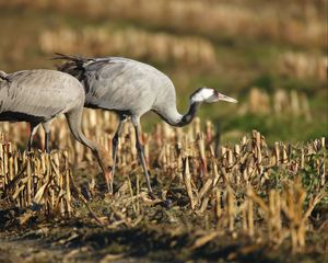 Preview wallpaper grass, walk, crane, bird