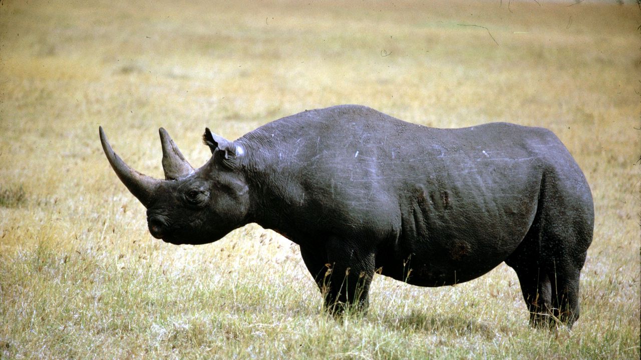 Wallpaper grass, walk, rhino hd, picture, image