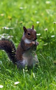 Preview wallpaper grass, walk, squirrel, food