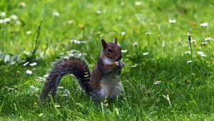 Preview wallpaper grass, walk, squirrel, food