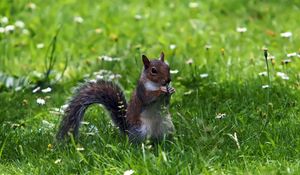 Preview wallpaper grass, walk, squirrel, food