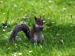 Preview wallpaper grass, walk, squirrel, food