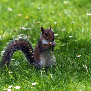 Preview wallpaper grass, walk, squirrel, food