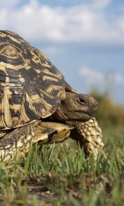 Preview wallpaper grass, walk, turtle