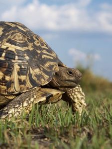 Preview wallpaper grass, walk, turtle