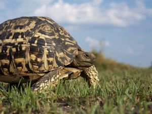 Preview wallpaper grass, walk, turtle