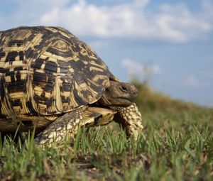 Preview wallpaper grass, walk, turtle