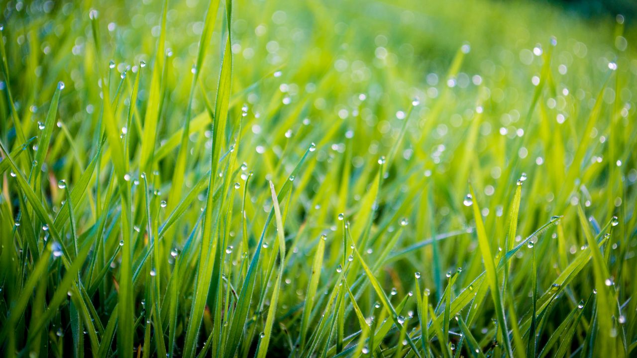 Wallpaper grass, water, drops, macro, green