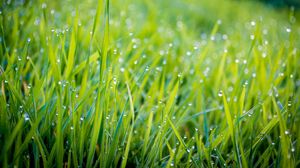 Preview wallpaper grass, water, drops, macro, green