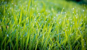 Preview wallpaper grass, water, drops, macro, green