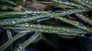 Preview wallpaper grass, water, drops, macro