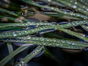 Preview wallpaper grass, water, drops, macro