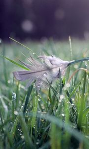 Preview wallpaper grass, water, drops, feather, nature