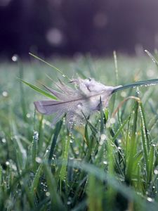 Preview wallpaper grass, water, drops, feather, nature