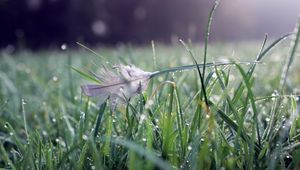 Preview wallpaper grass, water, drops, feather, nature
