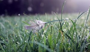 Preview wallpaper grass, water, drops, feather, nature