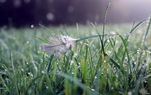 Preview wallpaper grass, water, drops, feather, nature