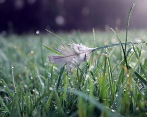 Preview wallpaper grass, water, drops, feather, nature