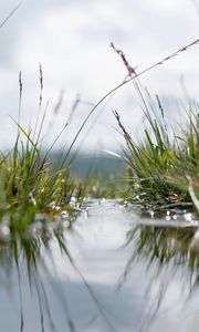 Preview wallpaper grass, water, macro, plants, green