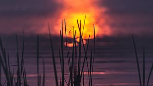 Preview wallpaper grass, water, sunset, dark