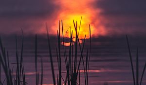 Preview wallpaper grass, water, sunset, dark