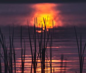 Preview wallpaper grass, water, sunset, dark