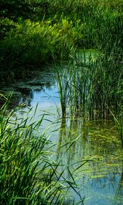 Preview wallpaper grass, water, swamp, nature