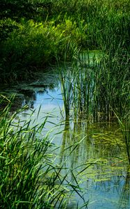 Preview wallpaper grass, water, swamp, nature