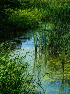 Preview wallpaper grass, water, swamp, nature