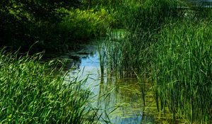 Preview wallpaper grass, water, swamp, nature