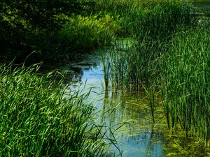 Preview wallpaper grass, water, swamp, nature