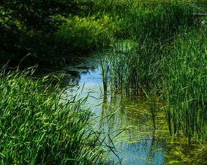 Preview wallpaper grass, water, swamp, nature