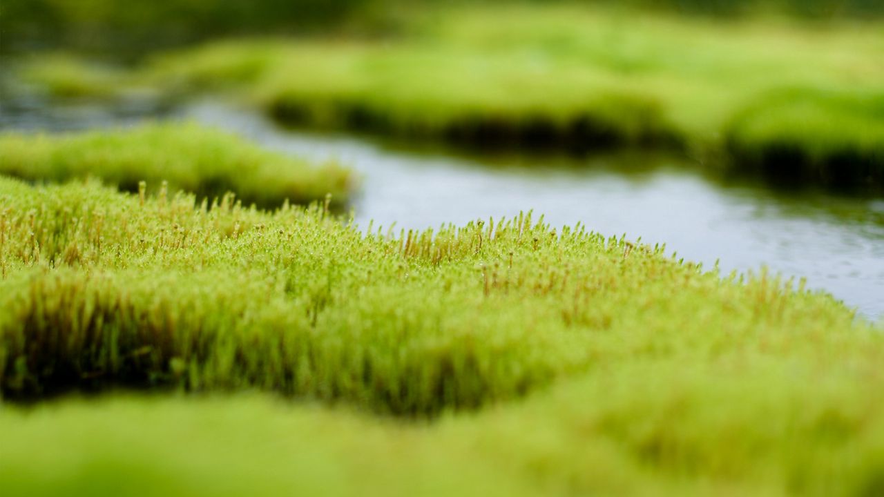 Wallpaper grass, water, white, green